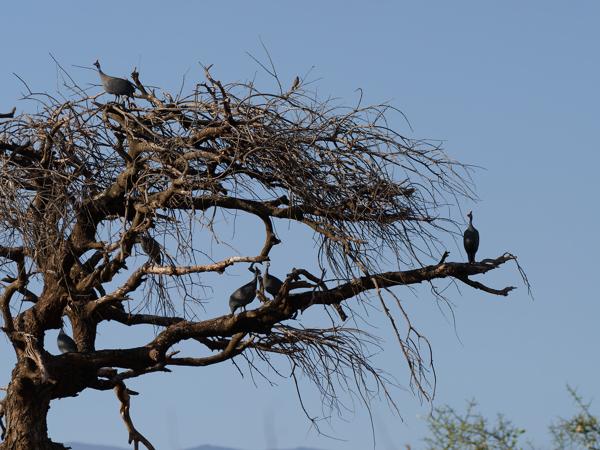 <h3><a href="/trips/tanzania/biota/animalia/chordata/aves/006 galliformes/003 numididae/numida meleagris/numida meleagris-nl.html">Numida&nbsp;meleagris</a> / Helmeted&nbsp;guineafowl / Helmparelhoen</h3>OM-1 Mark II met OLYMPUS M.150-400mm F4.5 TC, 1/2000 sec  bij F5.6, ISO 400, afstand 86.4&nbsp;m